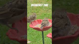 Sparrows having Breakfast #breakfast #birds #shorts #animals #shortsvideo #birds #spring