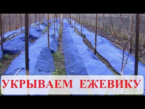 Как укрыть ежевику на зиму. Два самых простых и дешевых способа