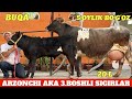 ARZONCHI AKA BOLASI BUQA TALGʻIR YETUK BOʻGʻOZ NARXLAR SHOK ULGURIB QOLIN