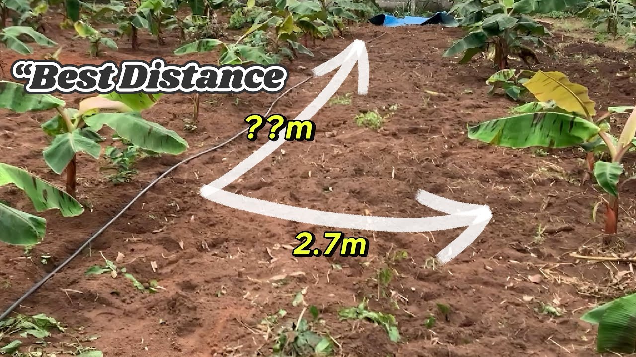 How to determine the best spacing to use on your plantains and bananas.