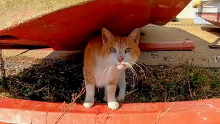舟の下にいた猫が何か話し掛けてきた