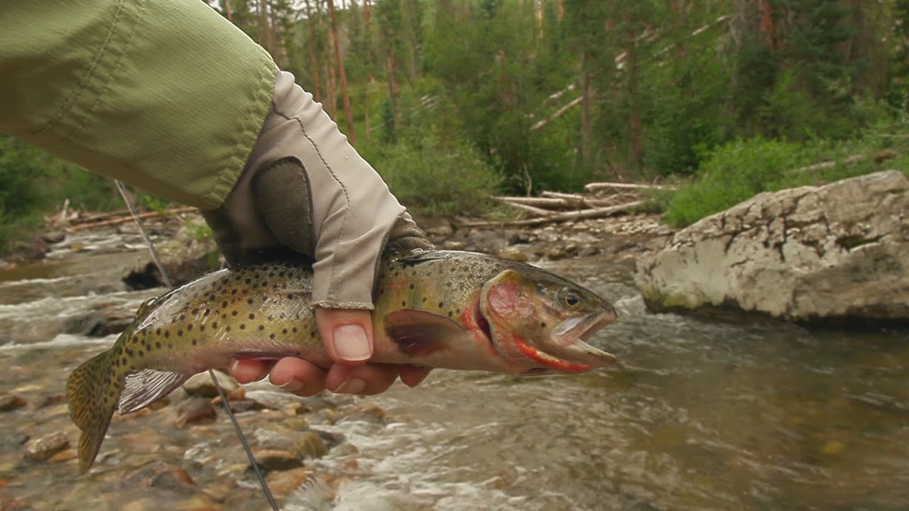 Fishing the North Fork Elk River, Colorado YouTube