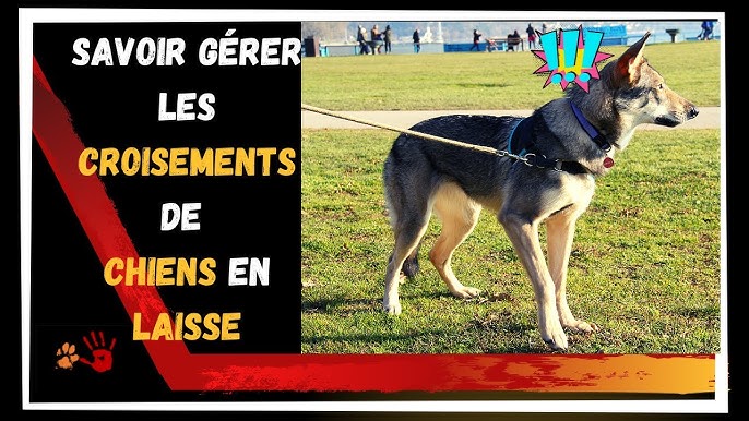 AREG animalcare - Extrait du guide de la réactivité canine P10 Le  harnachement d'un chien réactif est TRES important. Déjà car il est une  nuisance potentielle pour les autres (si agressivité) et