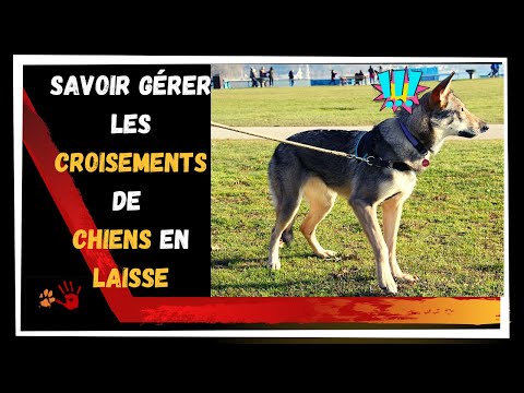 Vidéo: Pourquoi mon chien est-il terrifié par les autres chiens?