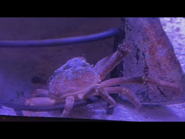 Spider Crab At Nj Aquarium To Be Named After Super Bowl Winning Quarterback