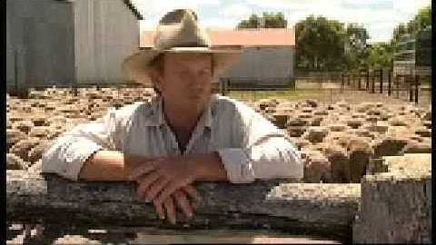 Live sheep export - From farm to ship