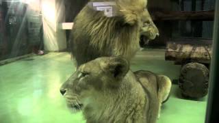 ライオン夫婦の午後~Lion