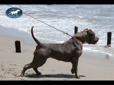 pitbull bully female