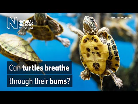 Video: How a turtle breathes underwater
