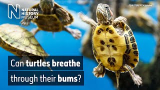 How do turtles breathe underwater? | Surprising Science