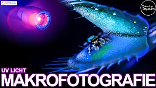Irre Makrofotografie | Venusfliegenfalle in UF Licht (Adaptalux)