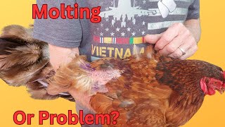 Are Your Chickens Molting Or Feather Picking?