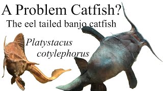 Solving the eel-tailed banjo catfish, Platystacus cotylephorus within the aquarium.