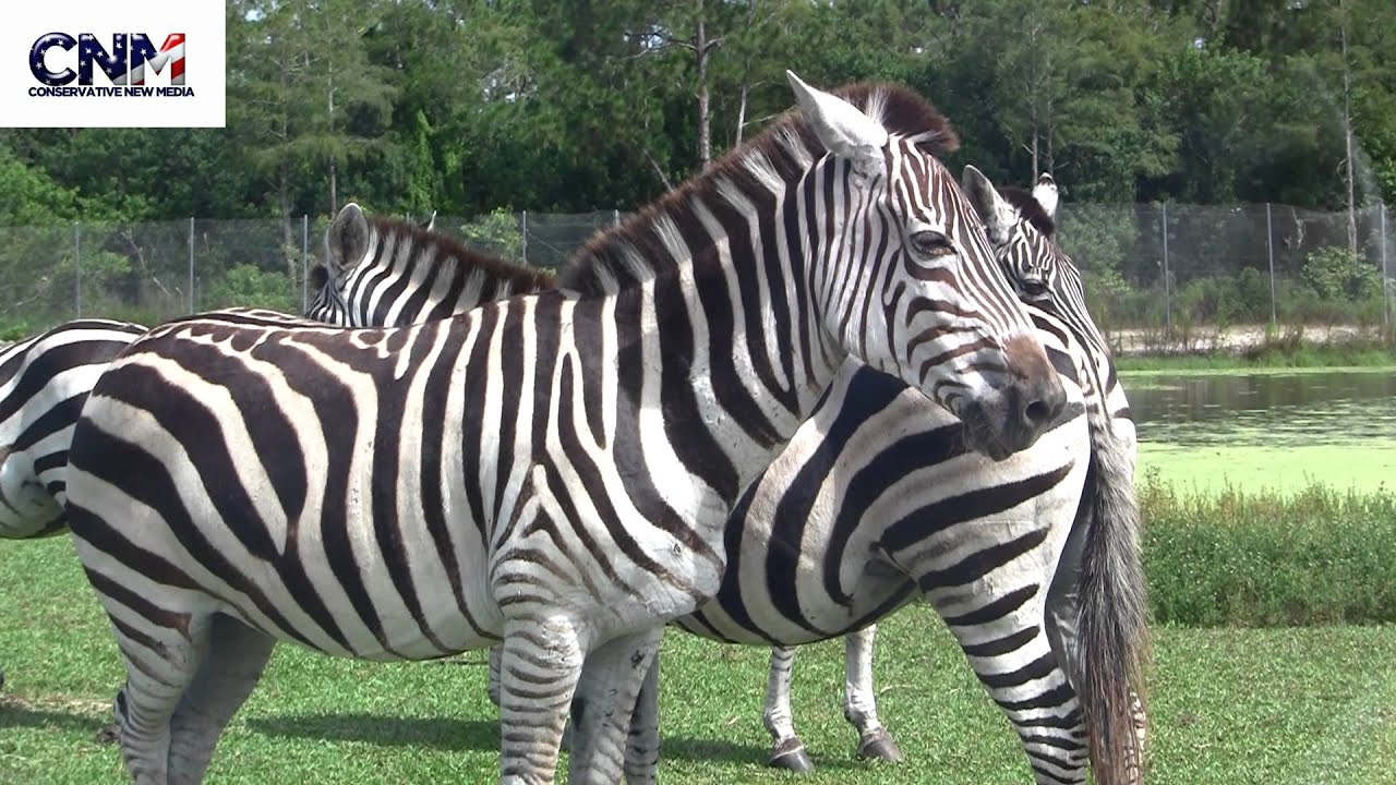 Zebras Cleaning Each Other in the Sun - YouTube