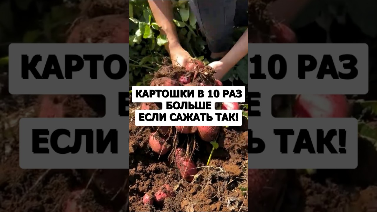 Картошки будет в 10 раз больше если посадите так #огород #дача #урожай #картошка #сад