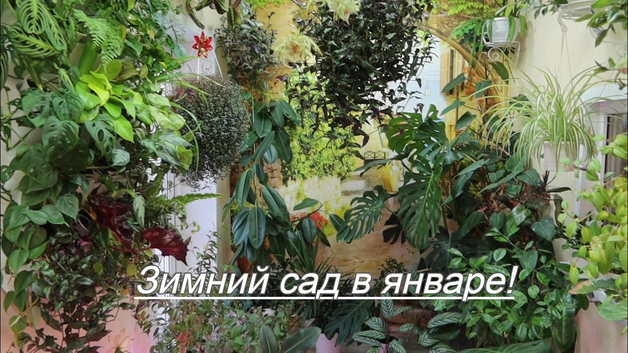 Обзор зимнего сада, мои комнатные растения, январь 2025!