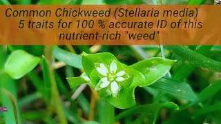 Chickweed (Stellaria media) 5 ways to 100% accurate ID: a 'weed' on par with spinach nutritionally.