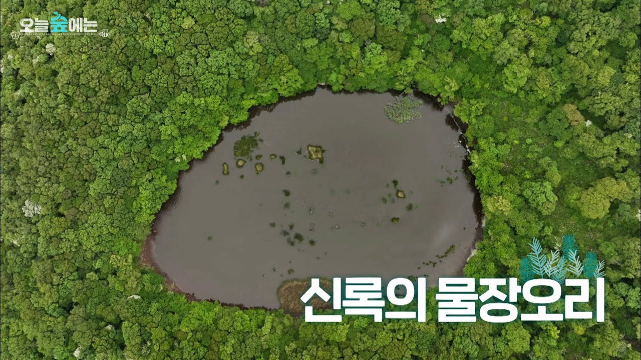 오늘 숲에는 [신록의 물장오리] KBS제주 250701방송
