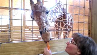 Finally meet April the Giraffe, Taj, and Oliver at Animal Adventure Park.