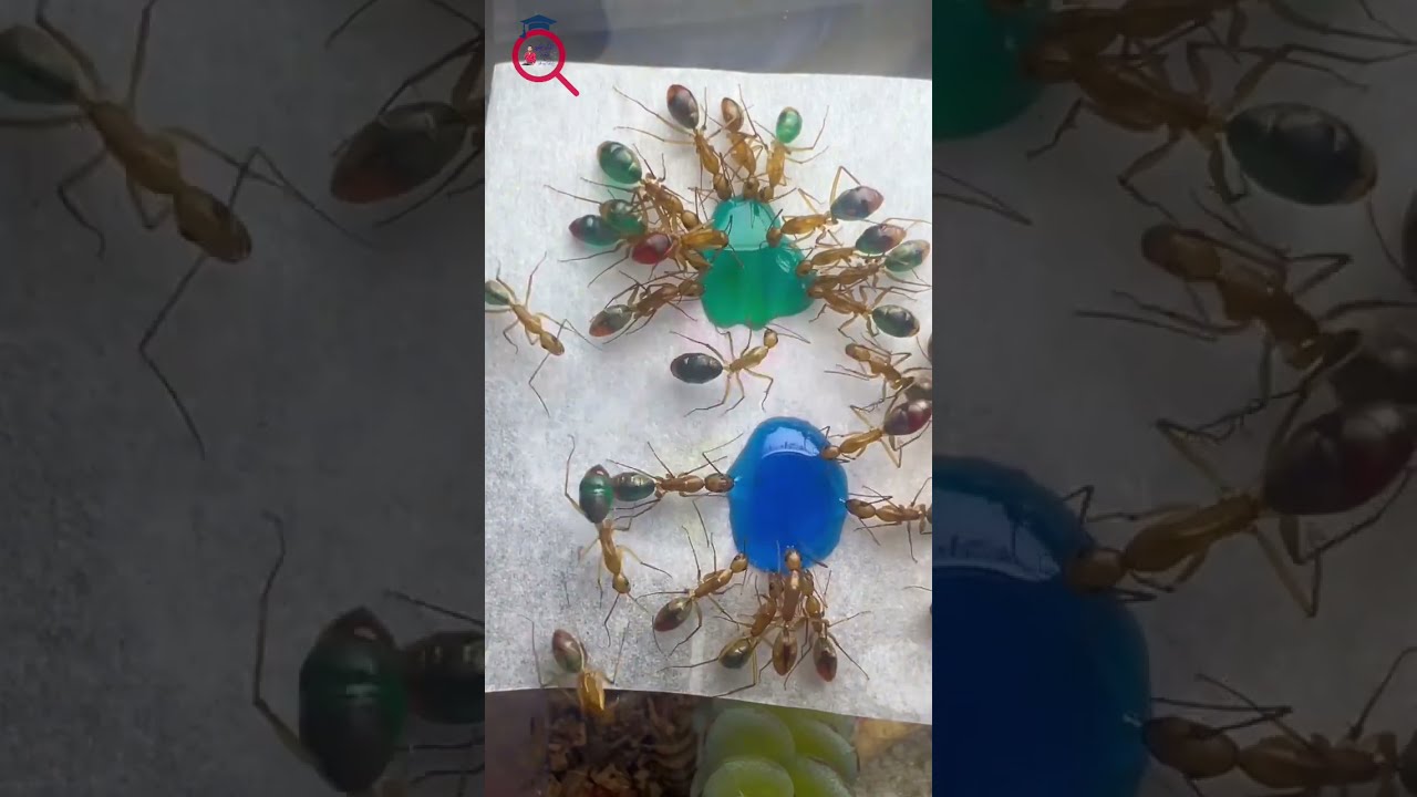 Ant drinking liquid candy. 