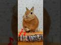 うさぎダンス１６ Rabbit Dance もふもふテキパキステップ