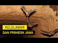 Kelelawar Masuk Rumah Pertanda Apa Menurut Primbon Jawa, Baik atau Buruk?