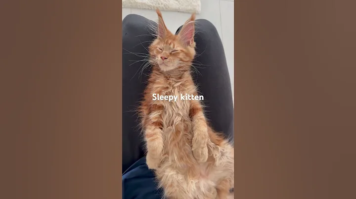 Video 8160671: mainecoon catlover pets cutecats, mainecoon kitten cutecat catlover, mainecoon cats pets catlover, mainecoon cat kitty pets, mainecoon cat pet animal, sleepy mainecoon