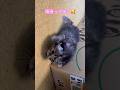 #猫動画 #子猫の成長記録 #ねこのいる生活