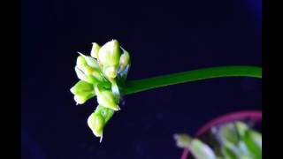 Venus fly trap blooming