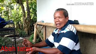 Murai Batu Juara 3 Di Glaran Swara Alam