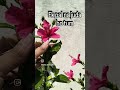 #plantlover #nature #naturephotography #gardenflowers #gardeninglife