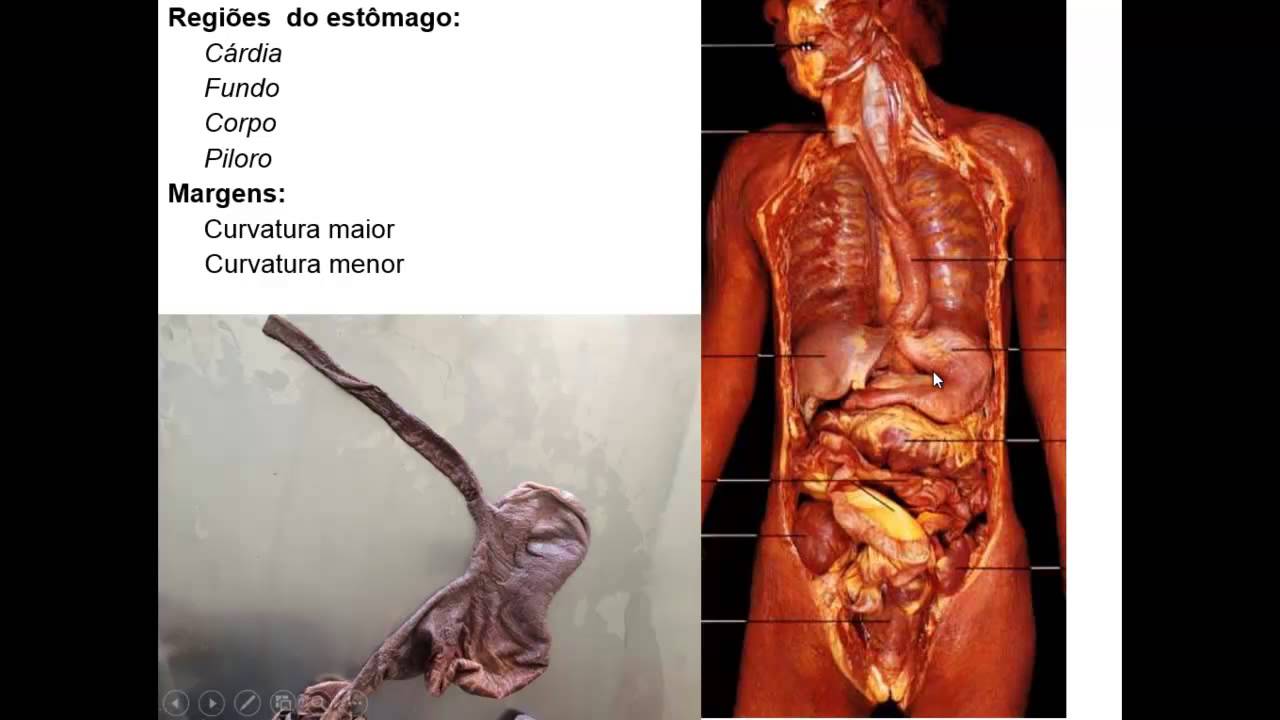 Aula anatomia sistema digestorio