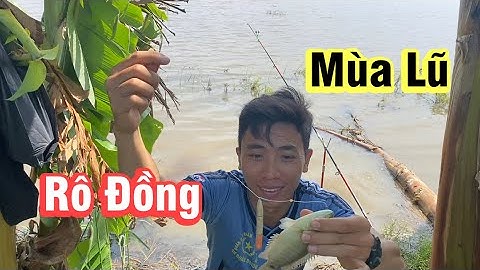 Câu cá rô đồng mùa nước nổi - DÍNH CÁ RÔ MỀ | Trải Nghiệm Tổng Hợp.