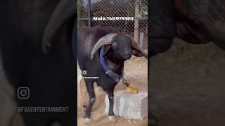 Panda’s journey from Bharai to self feeding at the Royal Goat farm Bangalore