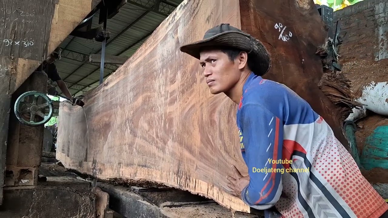 dared to saw a trembesi tree this long and this big