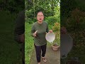 monyet bawa telor pecah semua #funny #shorts