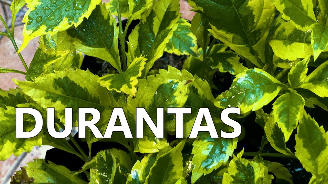 DURANTA - Plantas y Jardines en Teleamiga