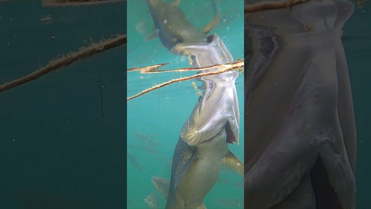 MONSTER BROWN TROUT HITS SURFACE 