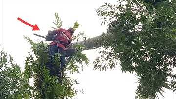 anh thợ cưa hạ cây thốt nốt bốn mươi năm tuổi siêu Cao ở sóc ô lăm