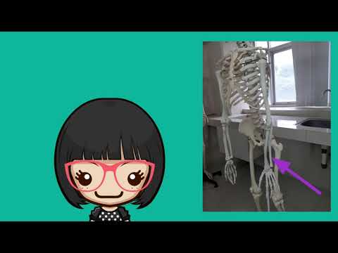 Video: Apakah maksud osteometri secara perubatan?