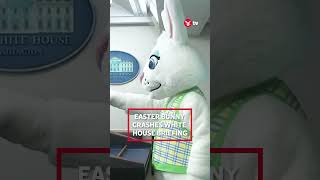 Easter Bunny crashes White House briefing #shorts #easter #news #whitehouse Easter Bunny crashes White House briefing #shorts #easter #news #whitehouse