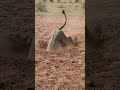 Warthog vs lion #funny #wildlife #animalcomedy
