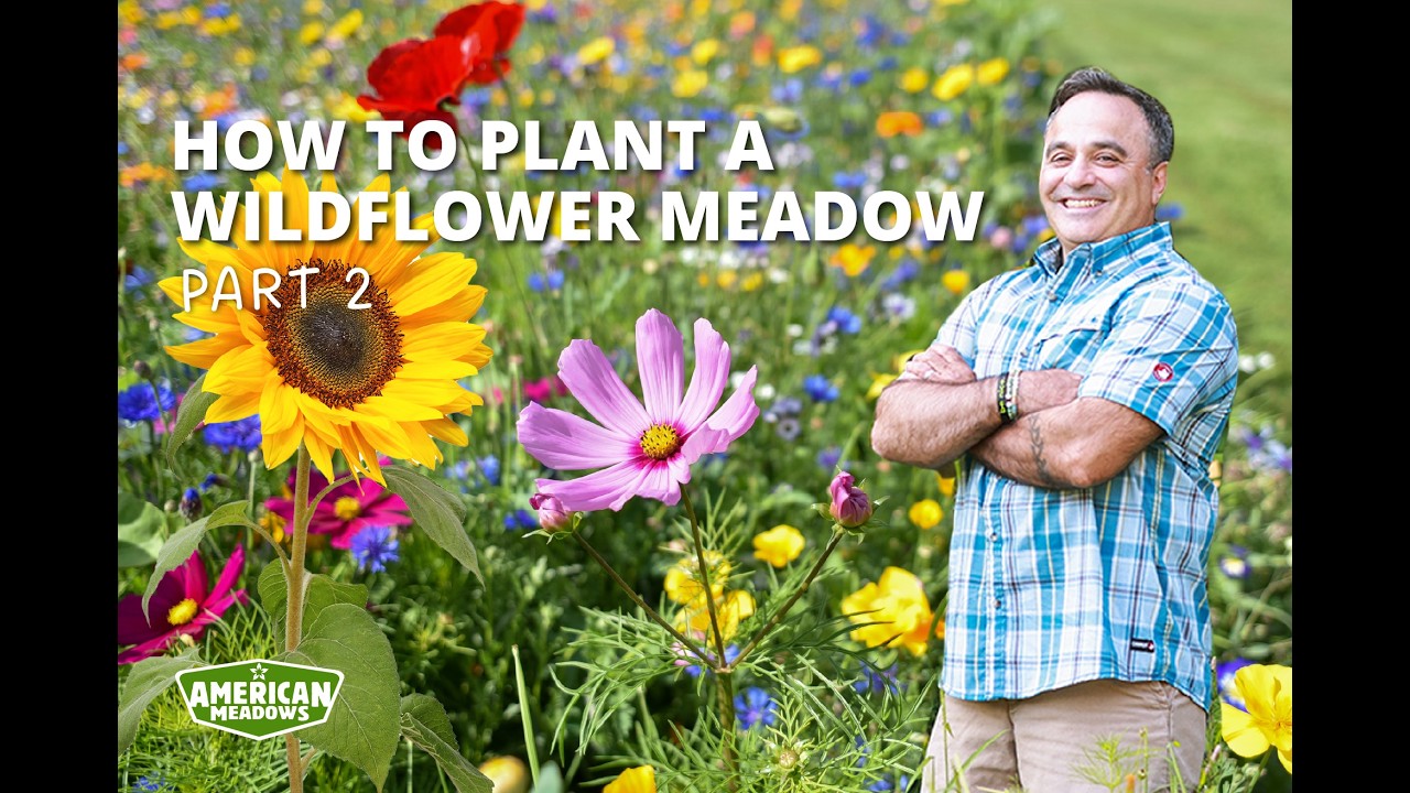 How to Plant a Wildflower Meadow Part II YouTube