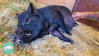 Pregnant Pig Found In The Woods Surprises People With 8 Piglets | Cuddle Buddies