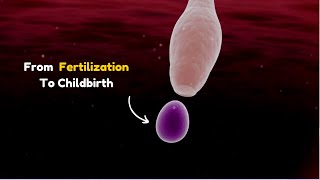 Human Reproduction Fertilization to Implantation ?