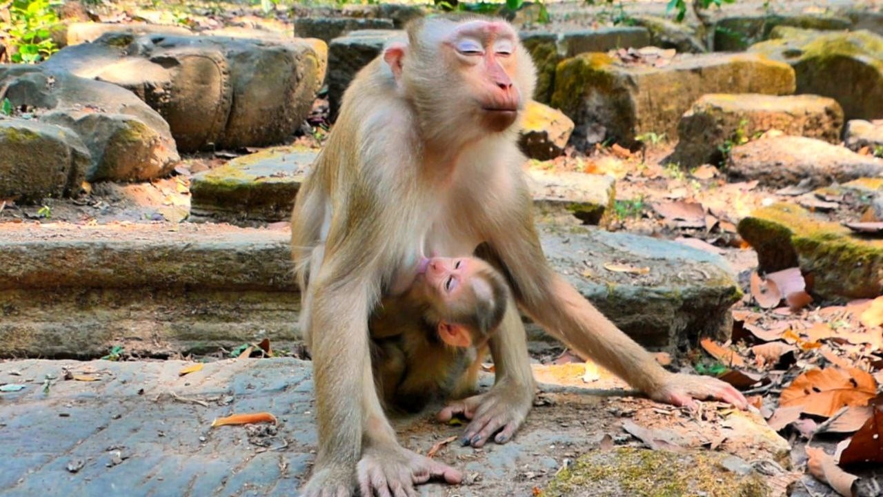 Monkey Lauy Lip smacking comfort her baby Lucan while LUCAN Tries to walking.