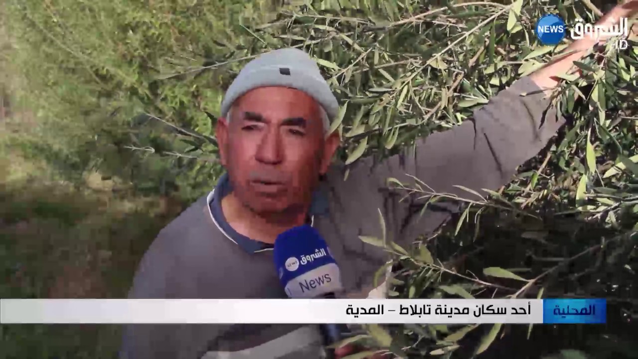 المدية: جني الزيتون بتبلاط .. مهنة توارثتها الأسر عن الأجداد