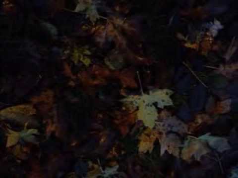 Birds Of A Feather   - Joe South