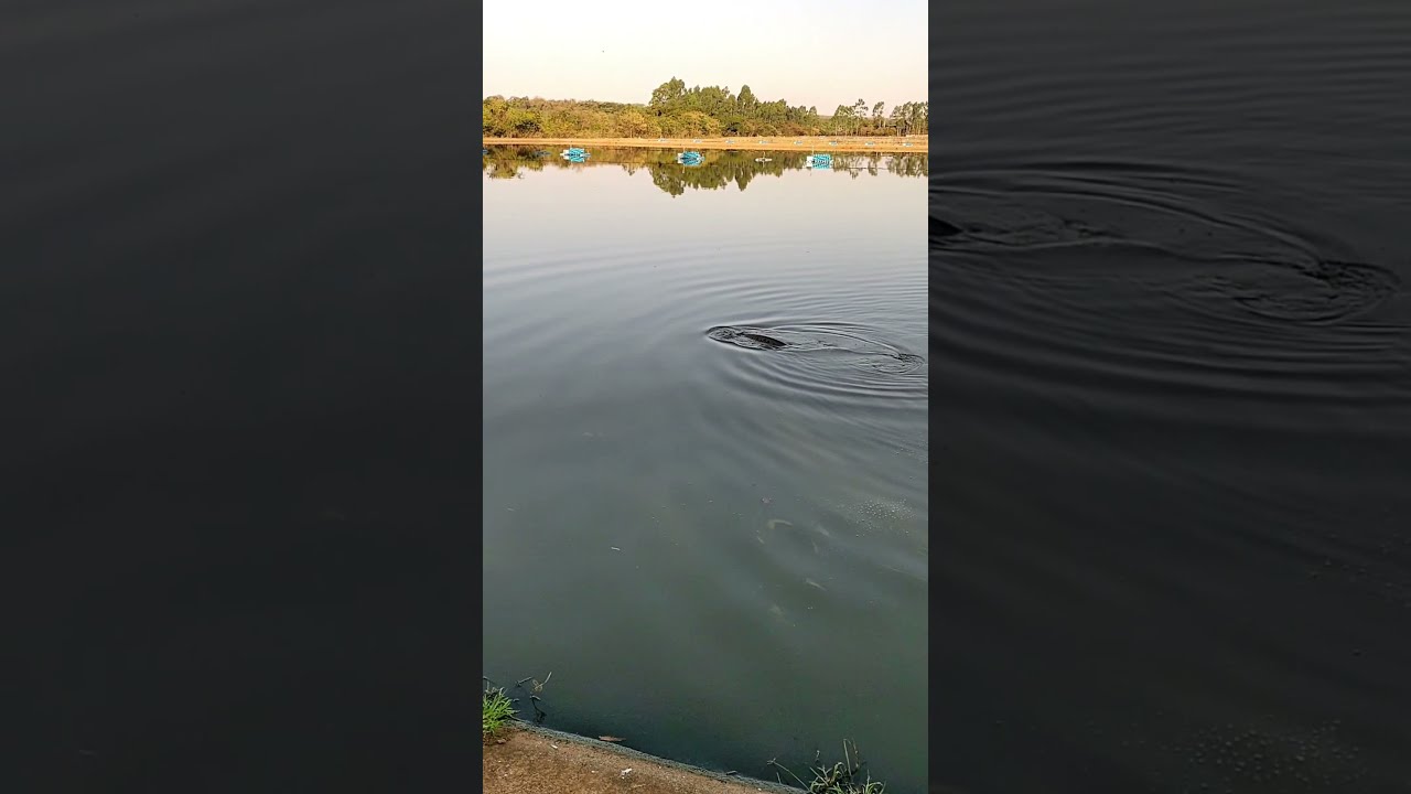 Sucuri Gigante em ESTAÇÃO DE TRATAMENTO DE ESGOTO Barretos SP | Shorts