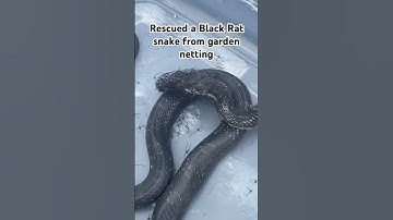 Black snake tangled in garden netting HE WAS OKAY 👍🏼